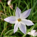 Ail des Incas à fleurs bleues