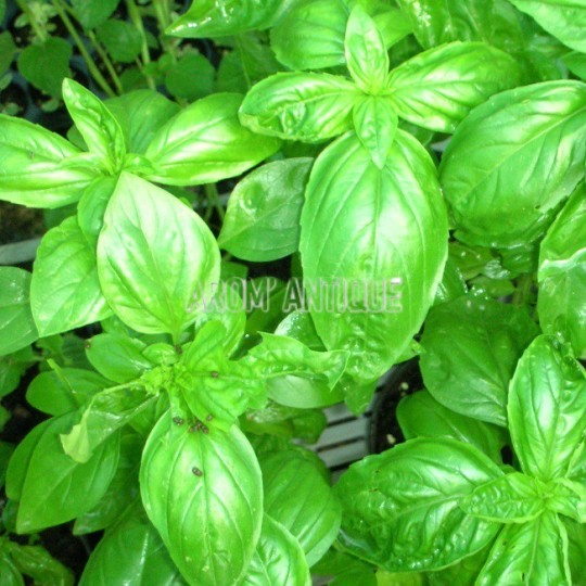 Basilic grand vert Bio