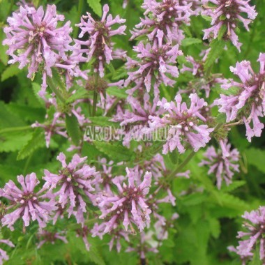 Bétoine officinale Bio