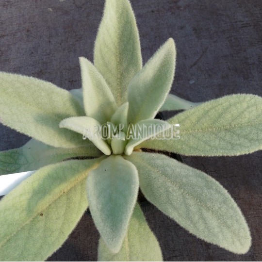 Bouillon blanc ou molne bio, Verbascum thapsus, Arom'antique.