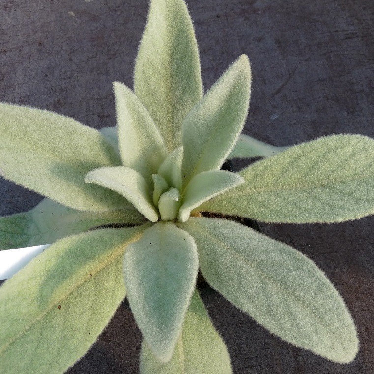 Bouillon Blanc Ou Molène Verbascum Thapsus Aromantique