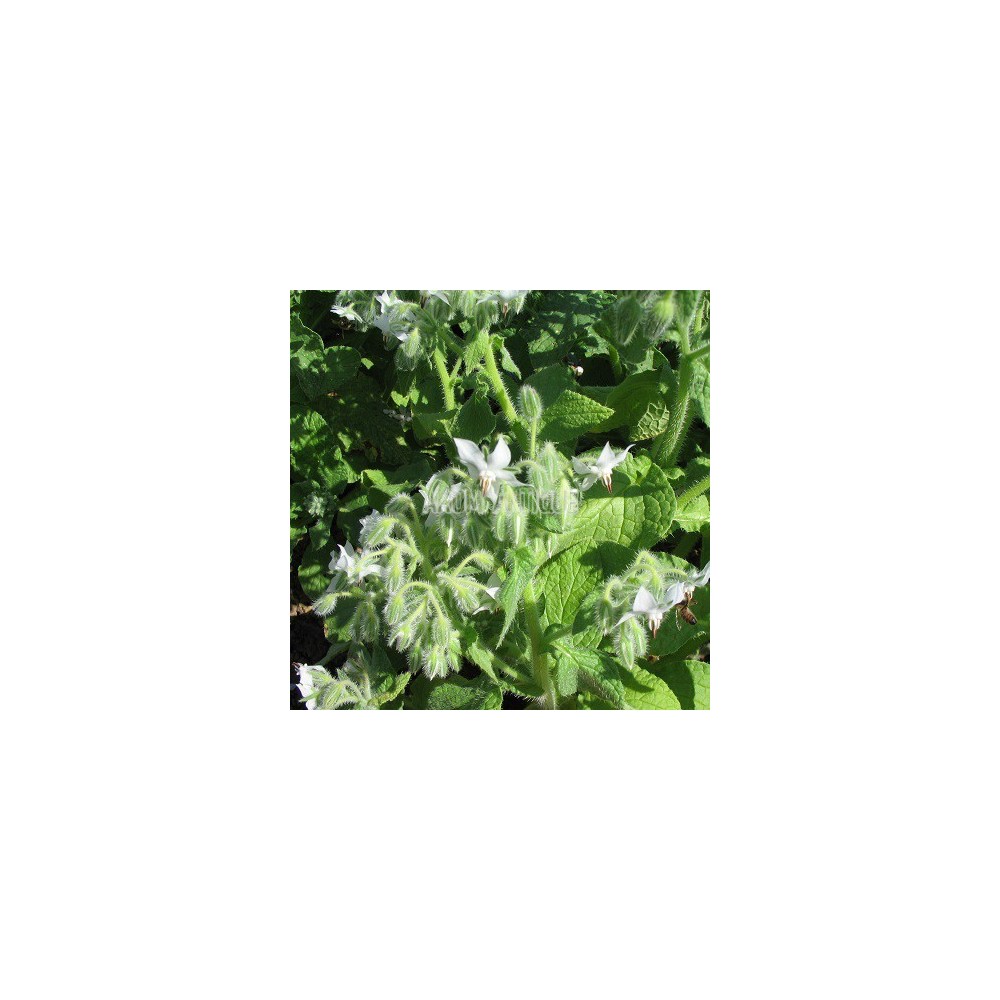 Bourrache blanche