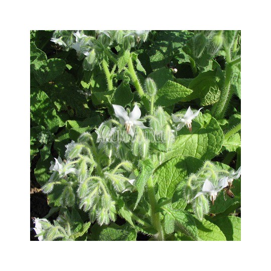 Bourrache blanche