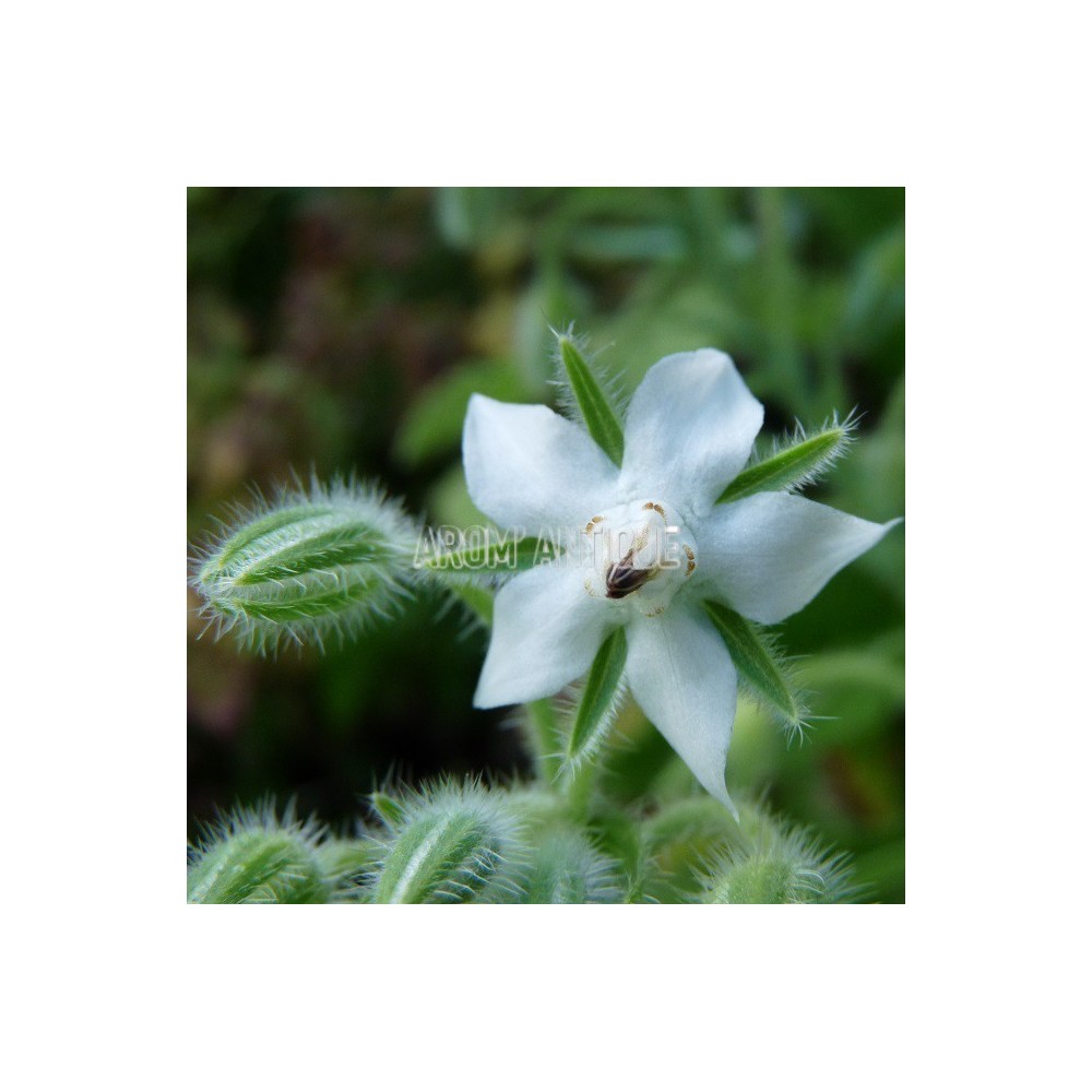 Bourrache blanche