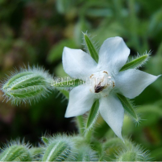 Bourrache blanche