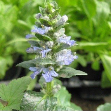 Bugle rampant 2