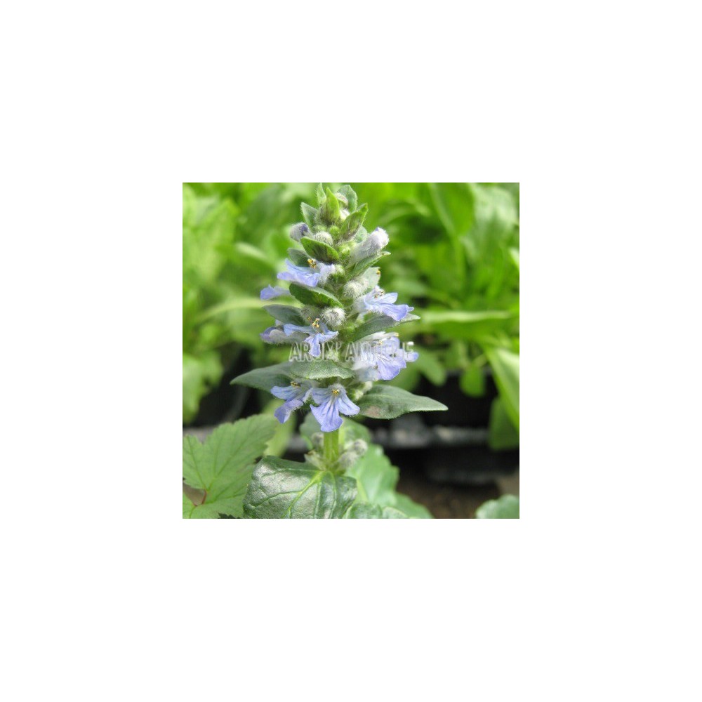 Bugle rampant