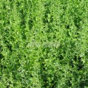 Calament nepeta en vente en godet de 9