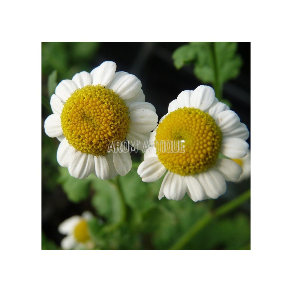 Camomille (grande)