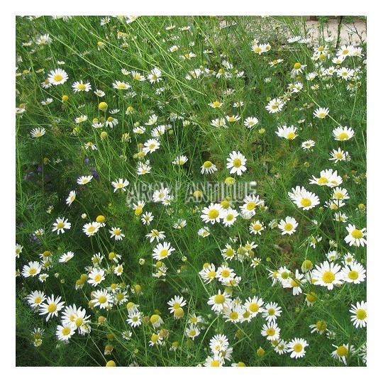 Camomille matricaire