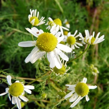 Camomille matricaire 2