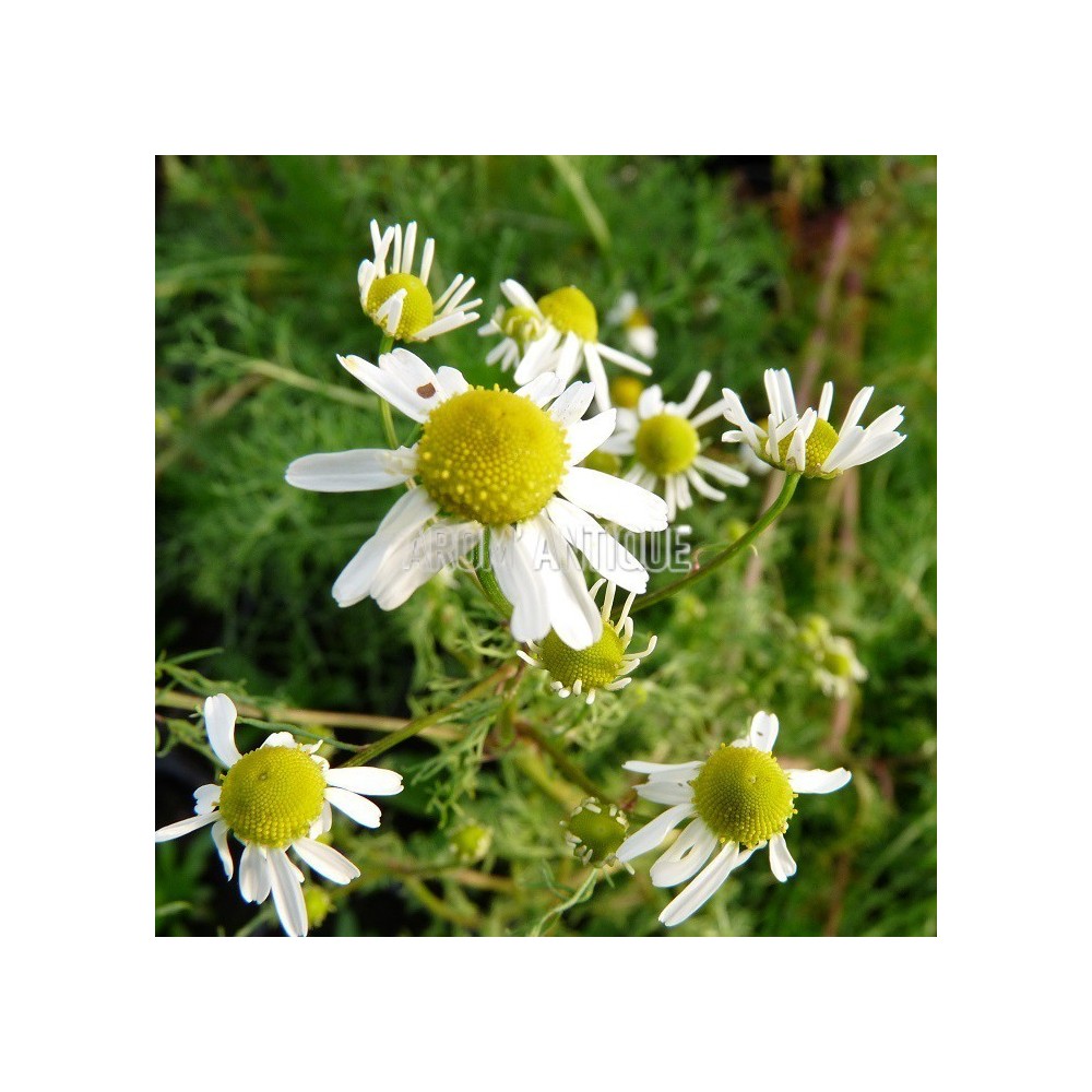 Camomille matricaire