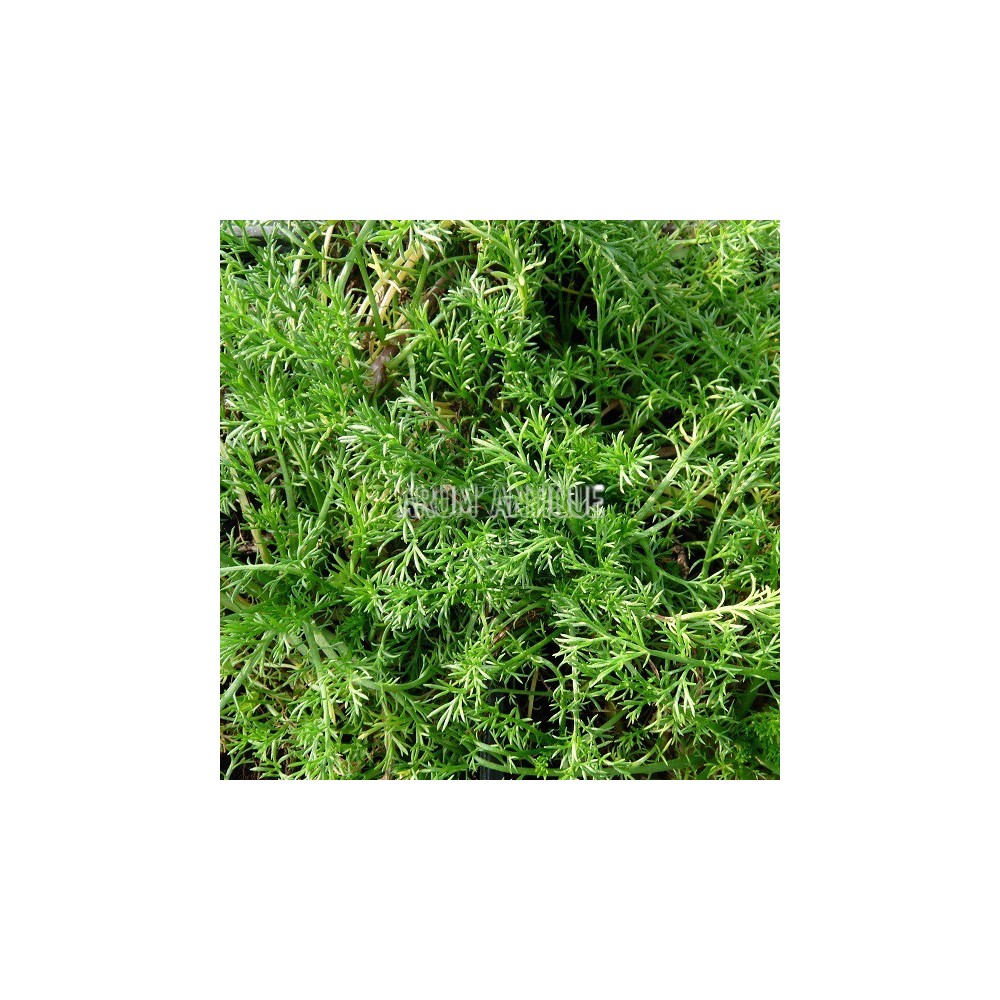 Camomille romaine bio, Chamaemelum nobile, Arom'antique, aromatiques.
