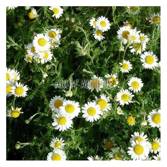 Camomille romaine en fleurs