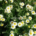 Camomille romaine en fleurs