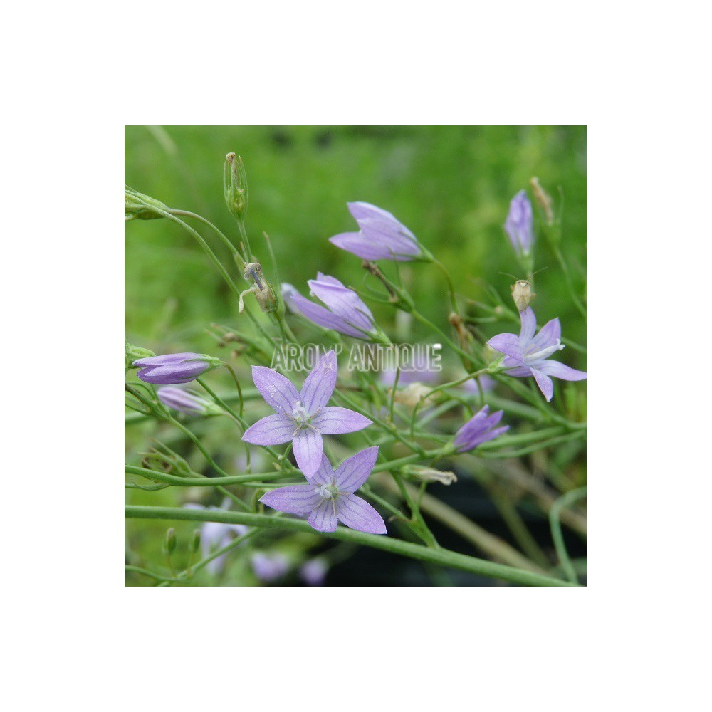 campanule raiponce