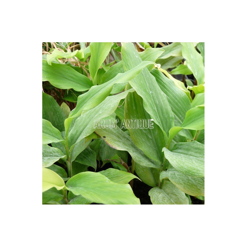 eleuthero plant Siberian Eleuthero root 2 oz. Bulk Herb