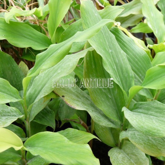 ginkgo plant for sale Ginkgo Biloba Tree main image 0