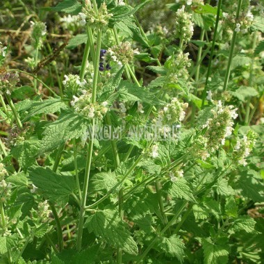 Cataire, herbe à chats, Nepeta cataria, Arom'antique, aromatiques bio.