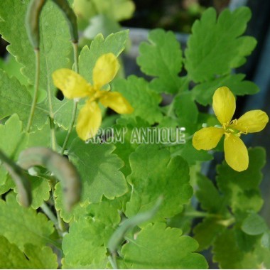 Plant de Chélidoine en godet de 9 2