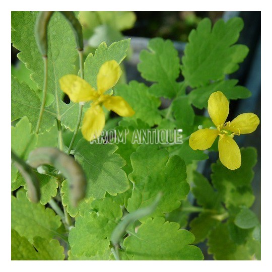 Chélidoine, avec feuilles et fleurs.
