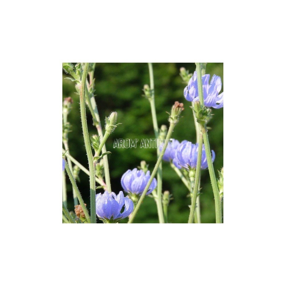 Chicore sauvage, Cichorium intybus, Arom'antique, 450 aromatiques bio