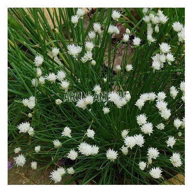 Ciboulette à fleurs blanches 2