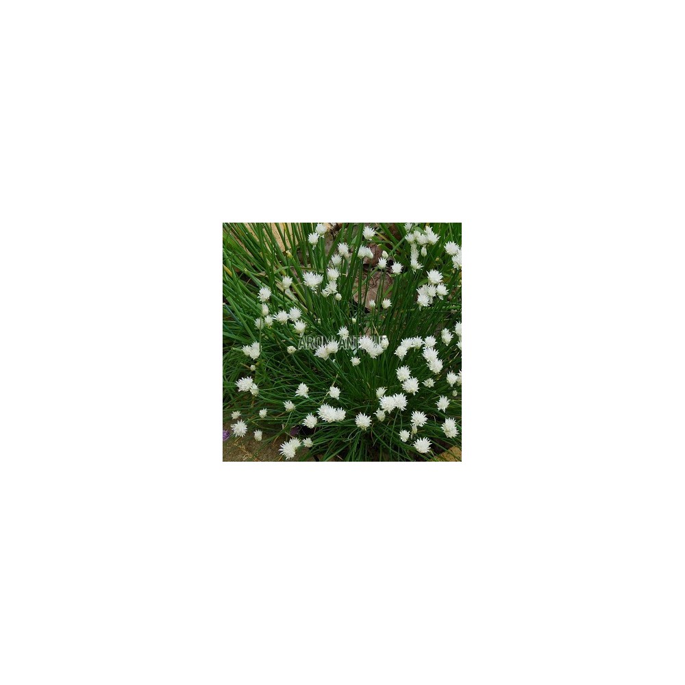 Ciboulette à fleurs blanches