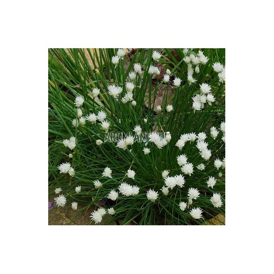 Ciboulette à fleurs blanches