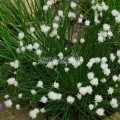 Ciboulette à fleurs blanches