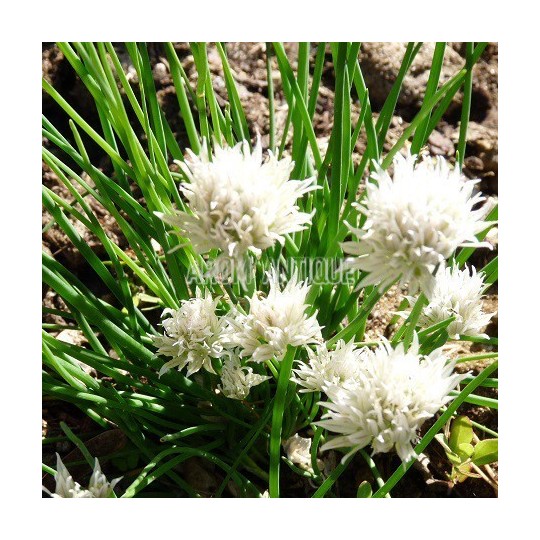Ciboulette à fleurs blanches