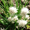 Ciboulette à fleurs blanches