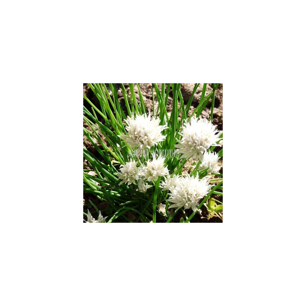 Ciboulette à fleurs blanches