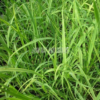 Citronnelle