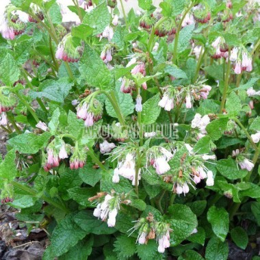 Consoude à fleurs roses Bio