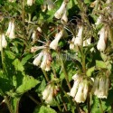 Consoude à grandes fleurs