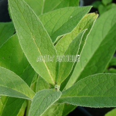Consoude officinale 2
