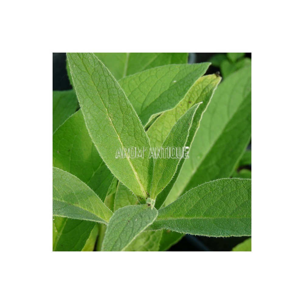 green bean plant Jade Bush Beans