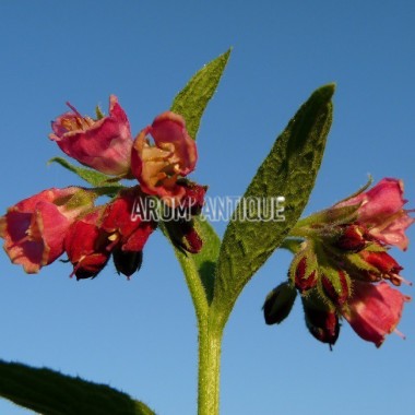 Consoude à fleurs rouges Bio