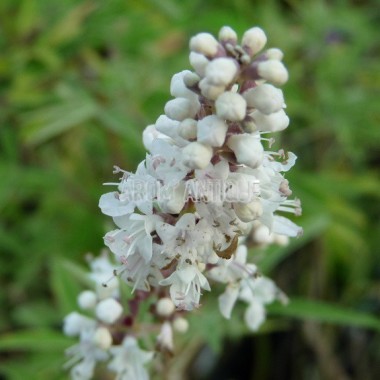 Gattilier à Fleurs Blanches Vitex Agnus Castus Alba