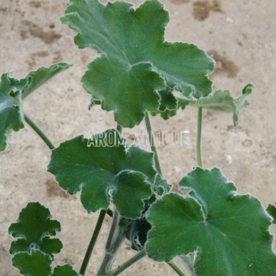 Géranium menthe