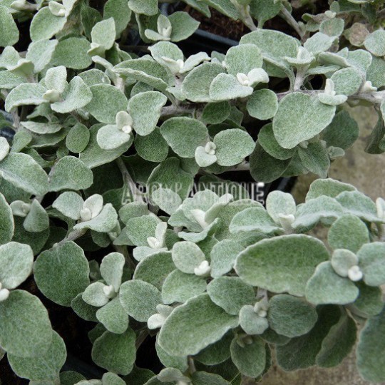 Hélichryse blanche