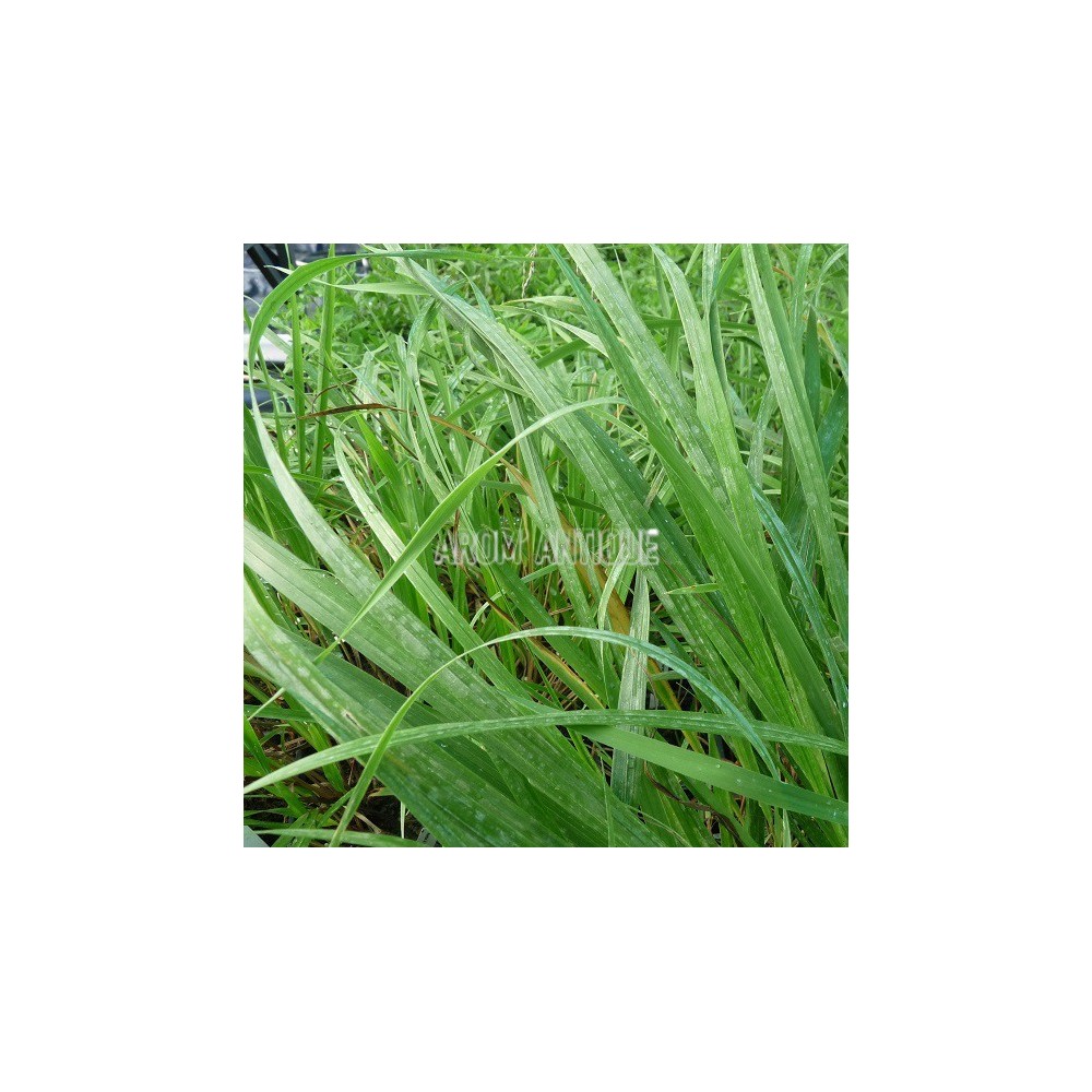 Herbe à bisons