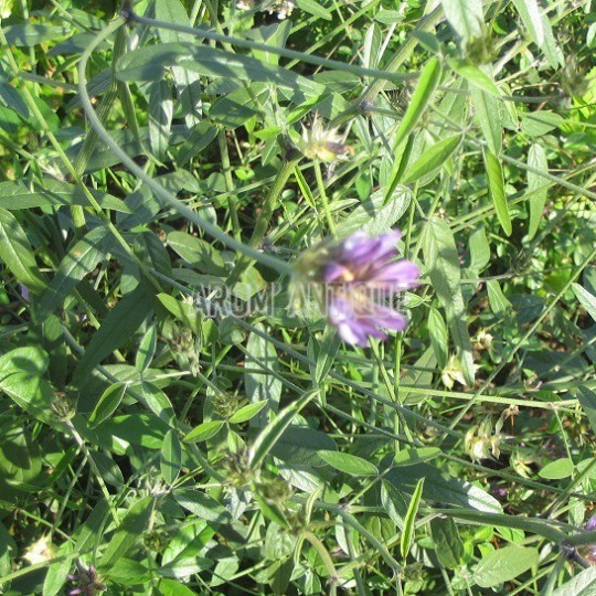 Herbe à bitume