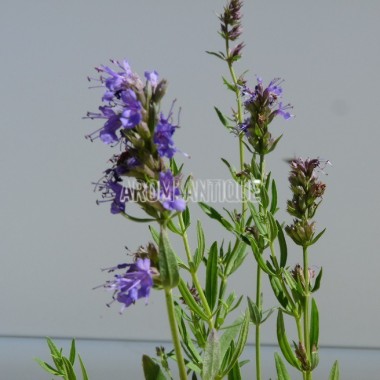 Hysope officinale 2