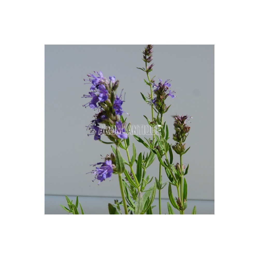 Hysope officinale