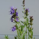 Hysope officinale