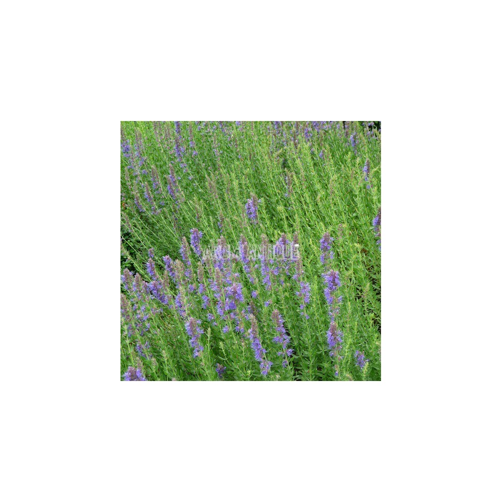 Hysope officinale