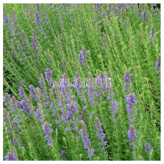 Hysope officinale