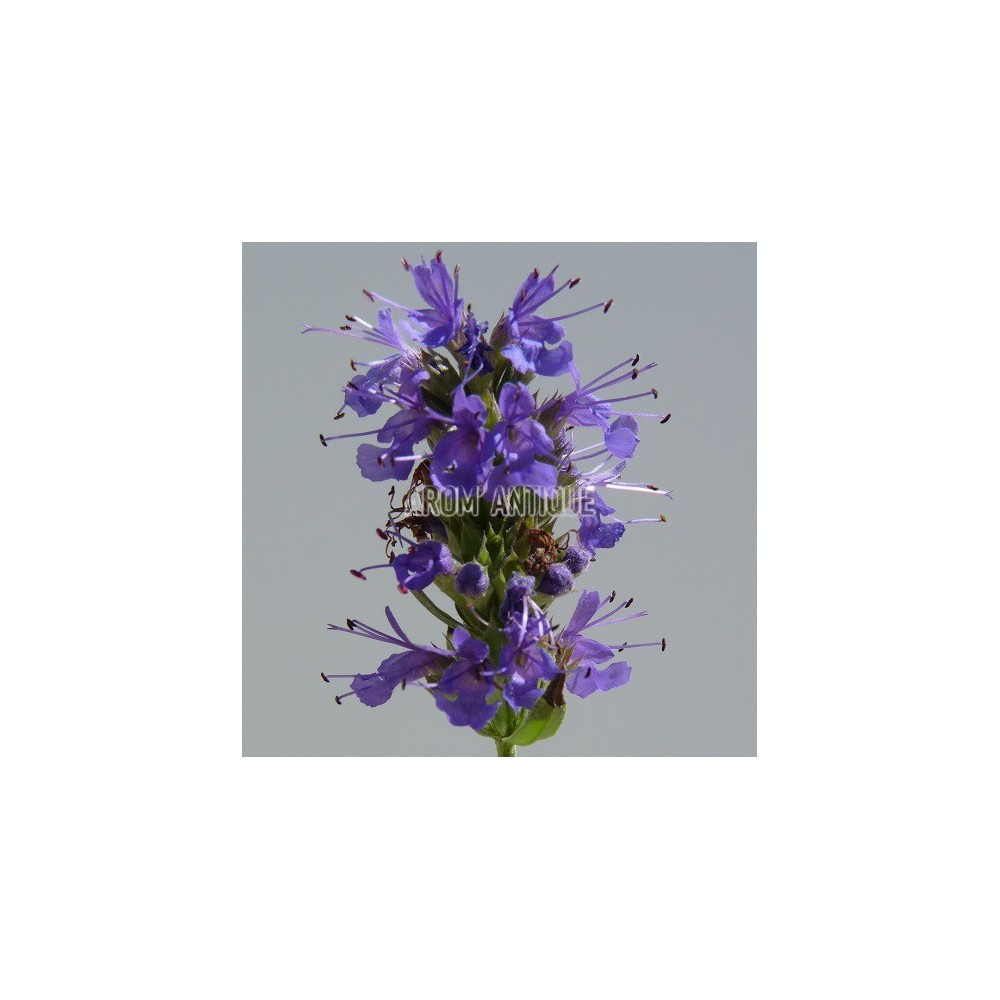 Hysope officinale